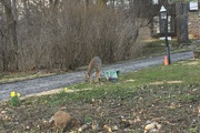 10th Apr 2022 - A deer in the yard!