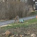A deer in the yard!