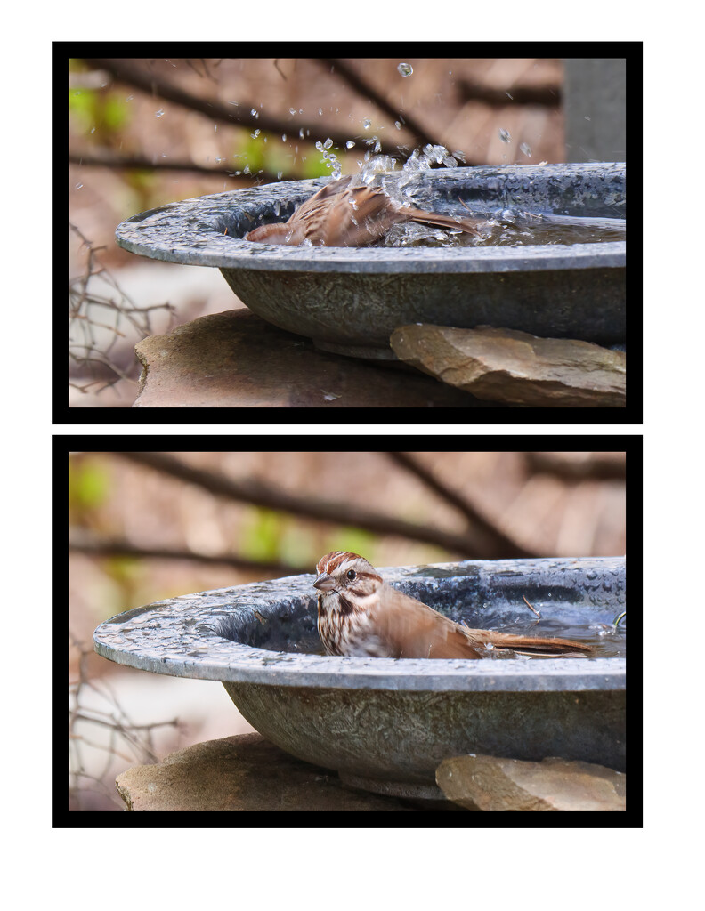 Sparrow Taking a Dip by brotherone
