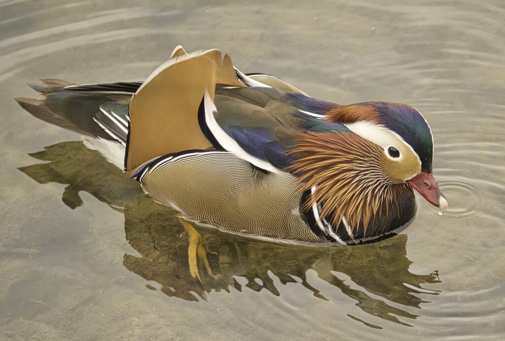 Mandarin duck by tonygig