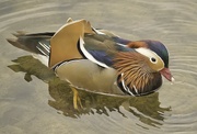 11th Apr 2022 - Mandarin duck