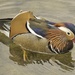 Mandarin duck by tonygig
