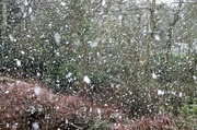 31st Mar 2022 - It's snowing !