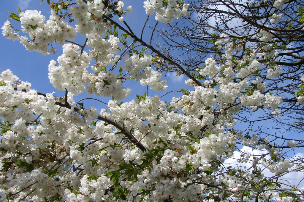 Blossom and blue sky by lellie