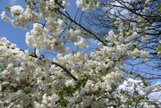 9th Apr 2022 - Blossom and blue sky