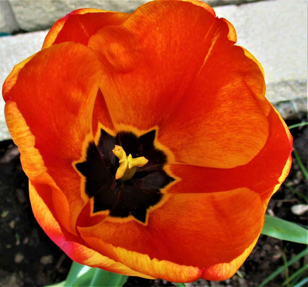 An orange and yellow tulip. by grace55