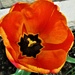 An orange and yellow tulip. by grace55