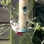 8th Apr 2022 - Spotted Woodpecker