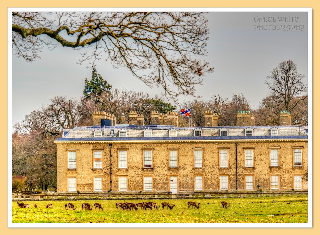 Althorp House And Deer  by carolmw