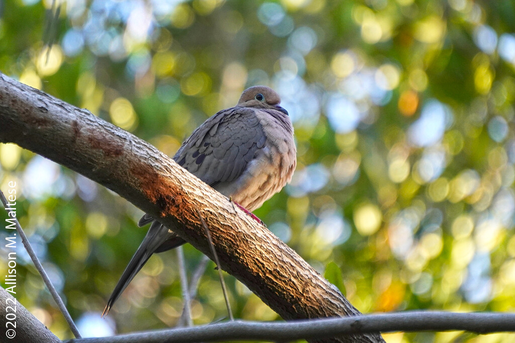 Resting Mourning Dove by falcon11