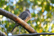 10th Apr 2022 - Resting Mourning Dove