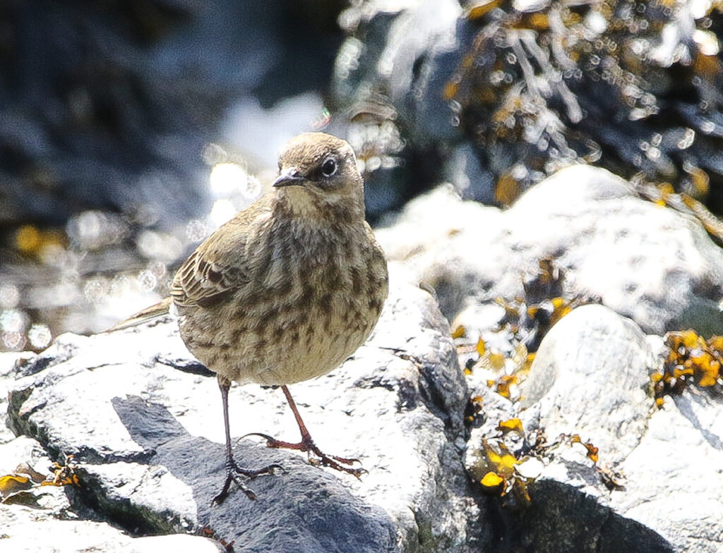 Rock Pipit by lifeat60degrees