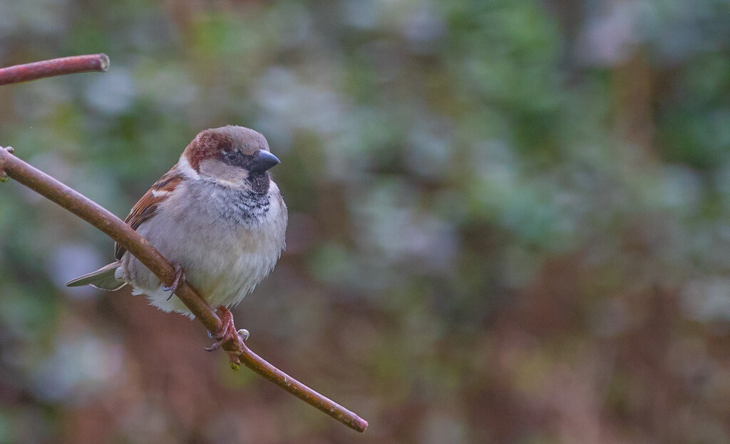 House Sparrow by lifeat60degrees