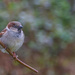 House Sparrow by lifeat60degrees
