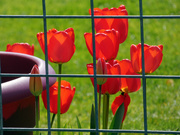 11th Apr 2022 - Red Tulips