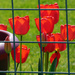 Red Tulips by seattlite