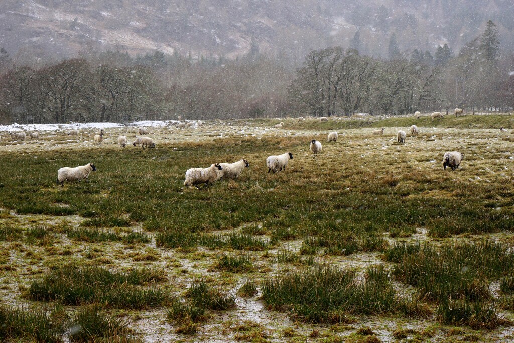 HARDY SHEEP by markp