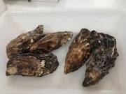 9th Jun 2020 - Oysters