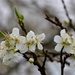 Plum Blossom by arkensiel
