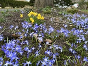 10th Apr 2022 - Blue Squill