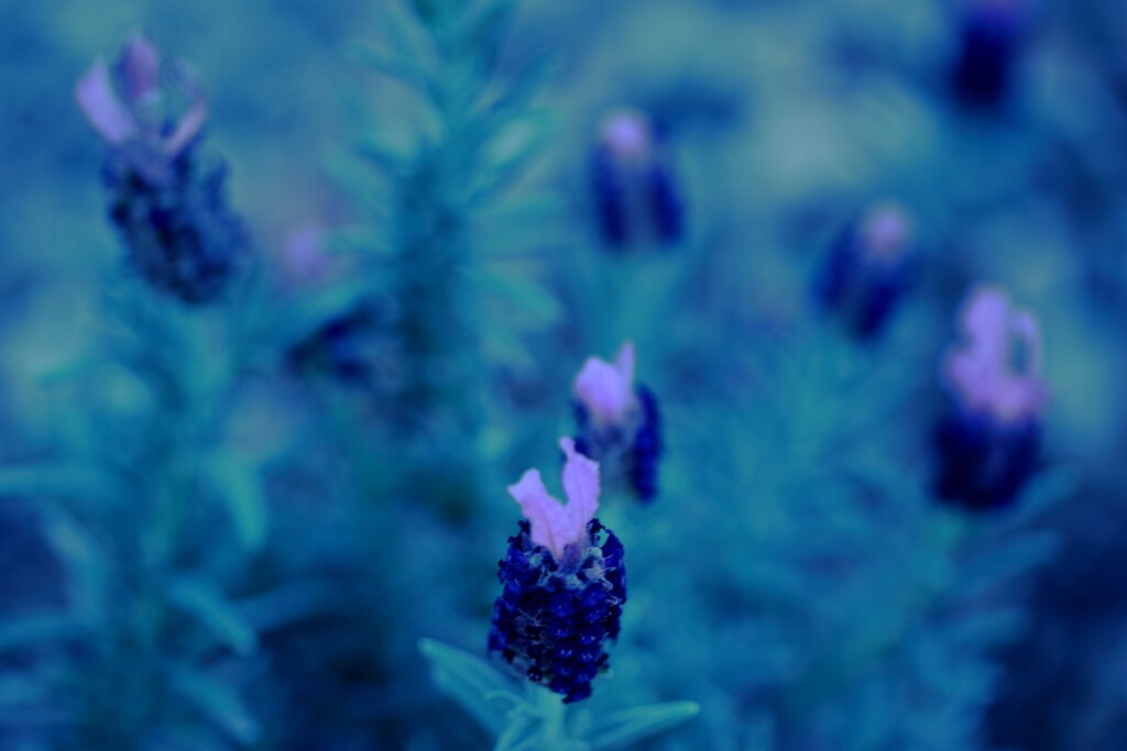 spanish lavender by blueberry1222