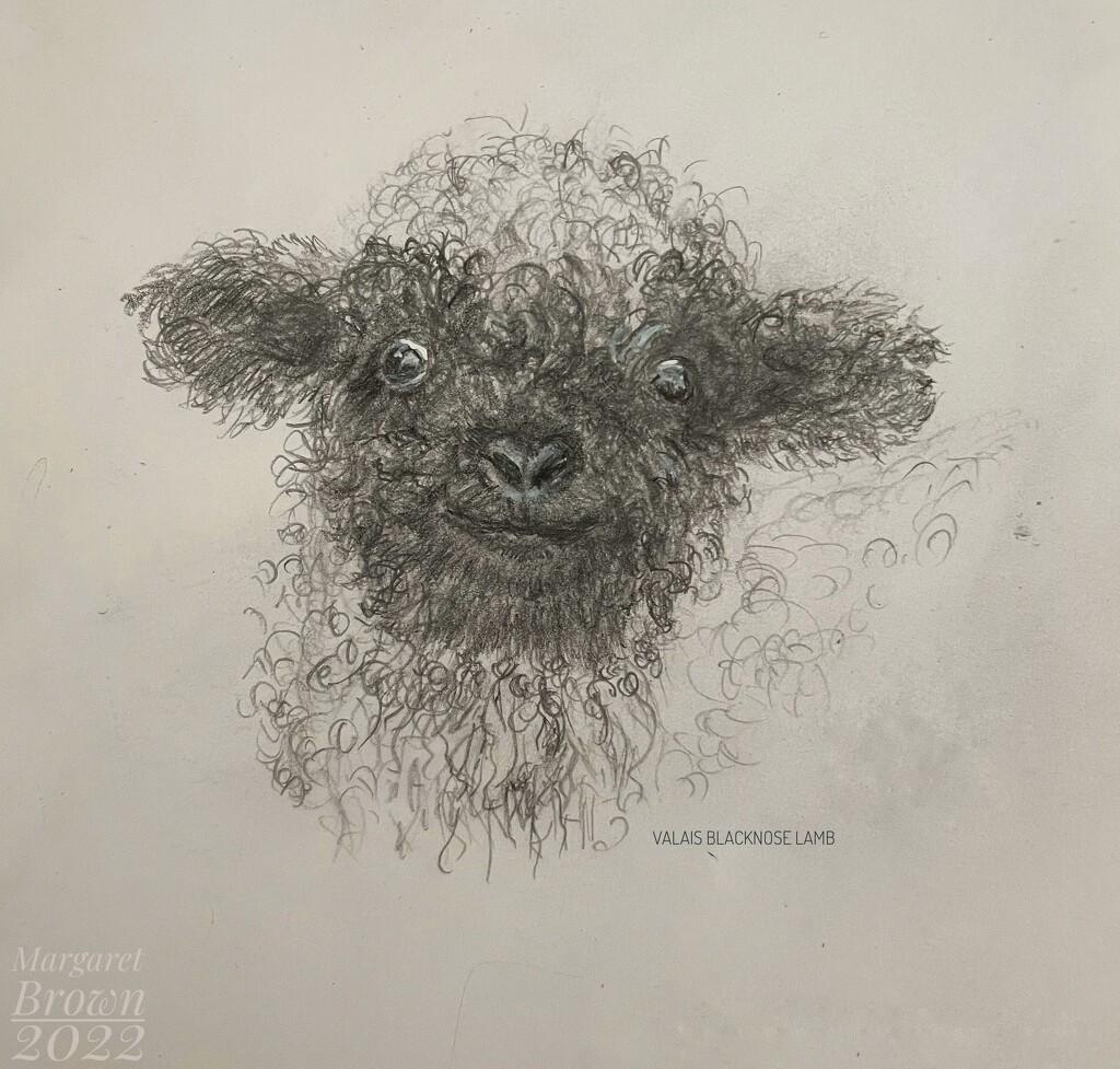 Valais Blacknose lamb by craftymeg