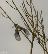 11th Apr 2022 - Yellow Rumped Warbler 