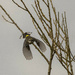 Yellow Rumped Warbler  by jgpittenger