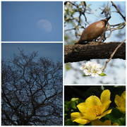 11th Apr 2022 - Blue sky and a blue moon