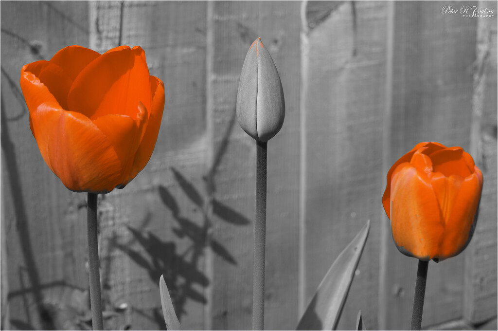 Orange Tulips by pcoulson
