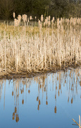 11th Apr 2022 - Reflective Reeds