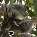 gotcha by koalagardens