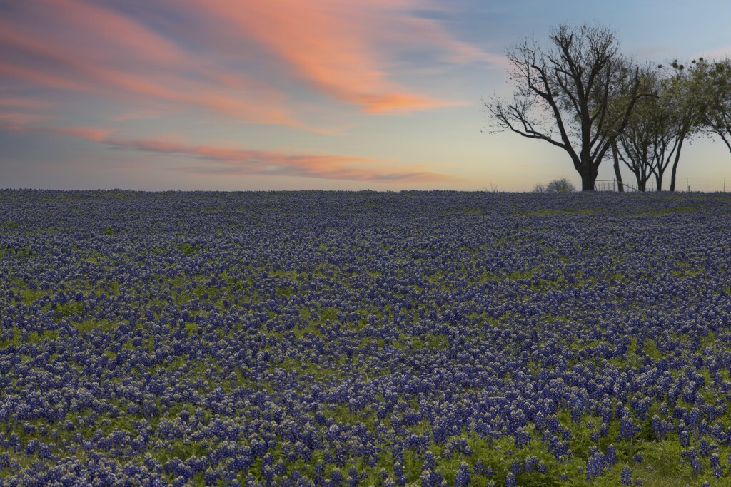 LHG_8328Early Morning in the Bluebonnets field by rontu