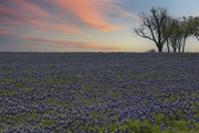 11th Apr 2022 - LHG_8328Early Morning in the Bluebonnets field