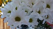 11th Apr 2022 - White daisy