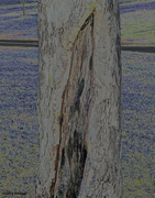 11th Apr 2022 - Patterns in the bark solarize filter