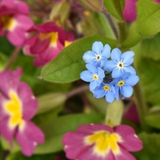 11th Apr 2022 - The simple forget-me-not flower