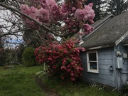 11th Apr 2022 - Cherry and rhododendron 