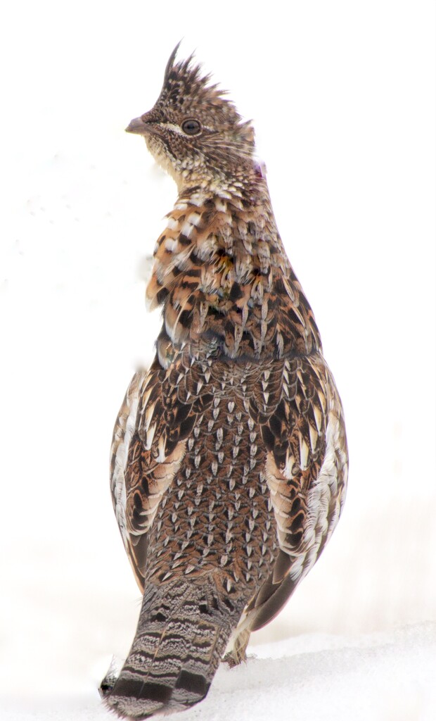 Partridge/Grouse by radiogirl