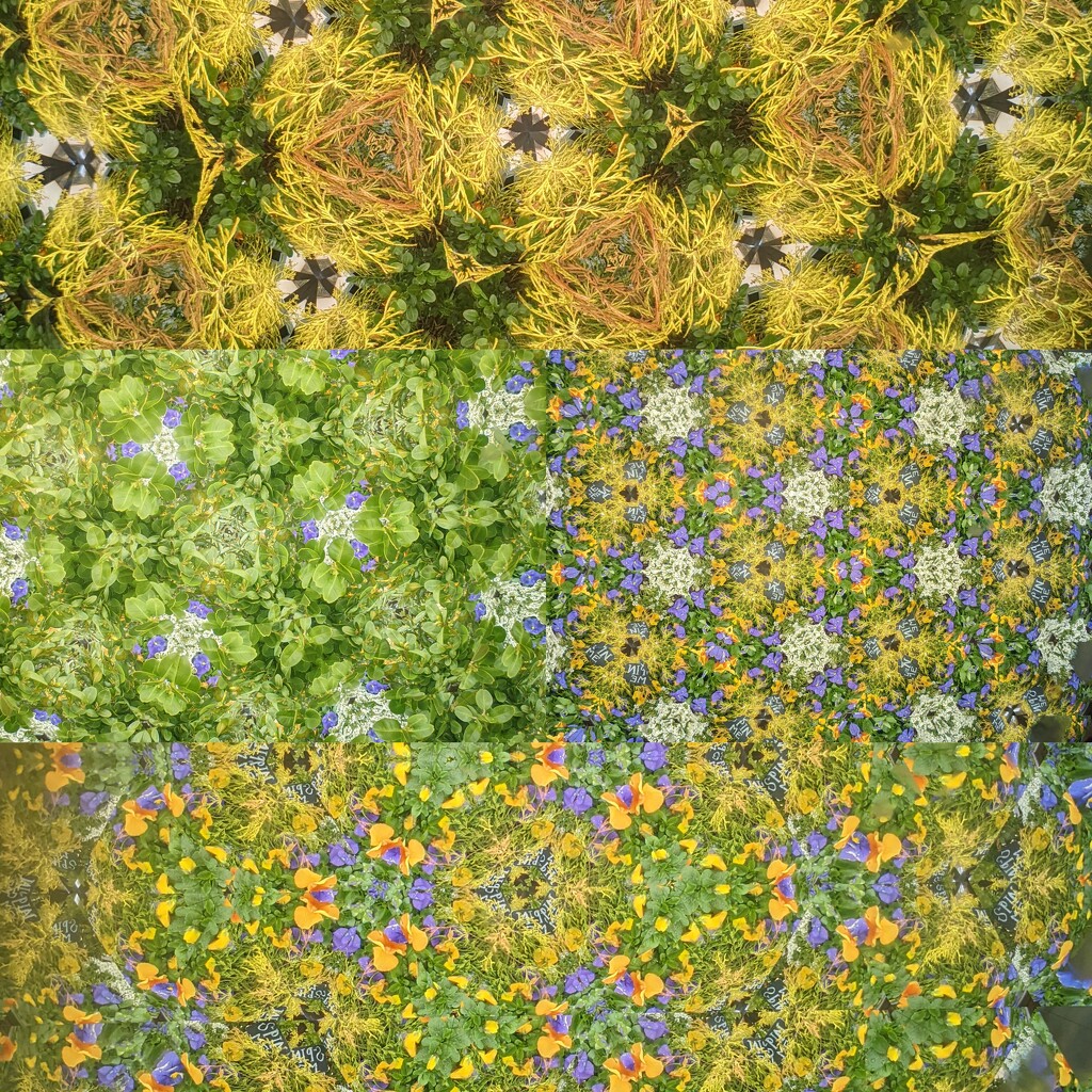 Flower Kaleidoscope by photogypsy