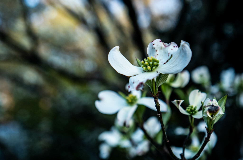 Dogwood blossoms by randystreat
