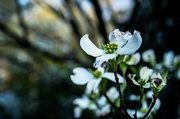 11th Apr 2022 - Dogwood blossoms