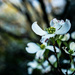 Dogwood blossoms by randystreat