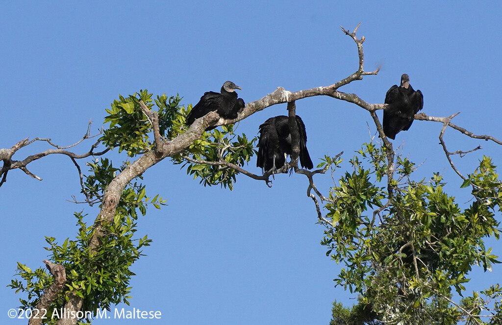 Roosting Vultures by falcon11