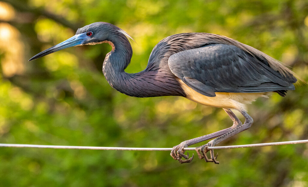 Tricolored Heron on the Tight Rope! by rickster549