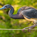 Tricolored Heron on the Tight Rope! by rickster549