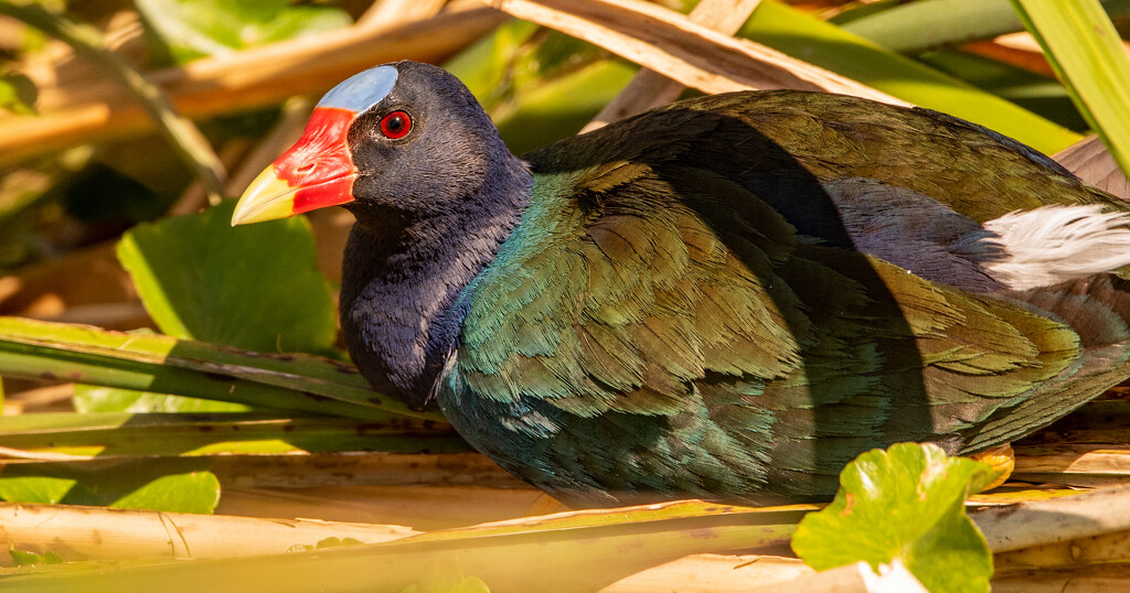 Purple Gallinule Just Hanging Out! by rickster549