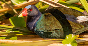 11th Apr 2022 - Purple Gallinule Just Hanging Out!