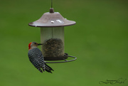 11th Apr 2022 - Red-bellied Woodpecker