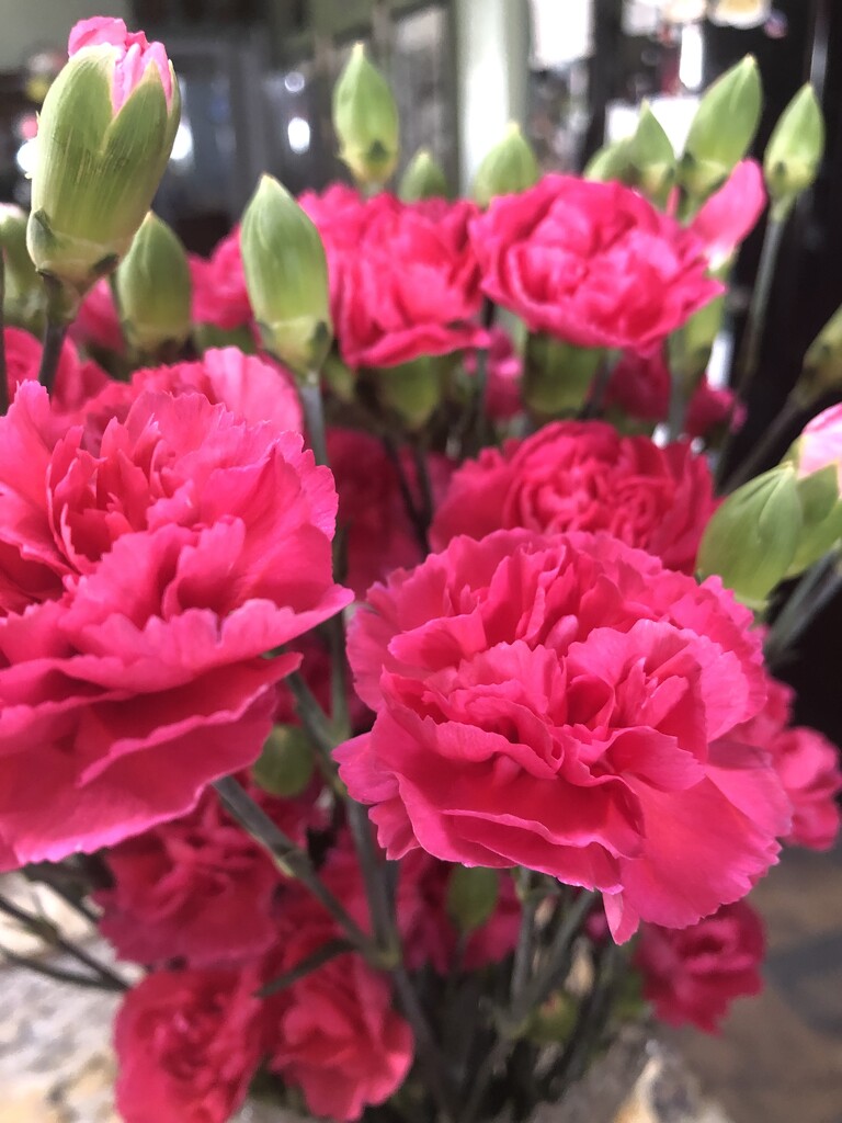 Pink birthday carnations by homeschoolmom